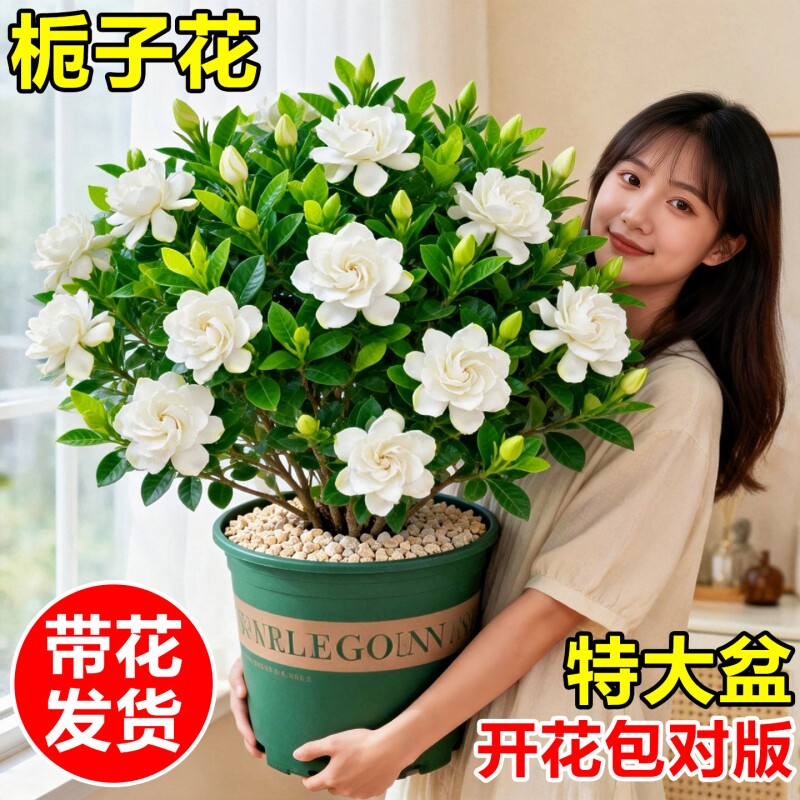 水培植物栀子花盆栽四季开花室内好养茉莉花卉九里香绿植物带花苞