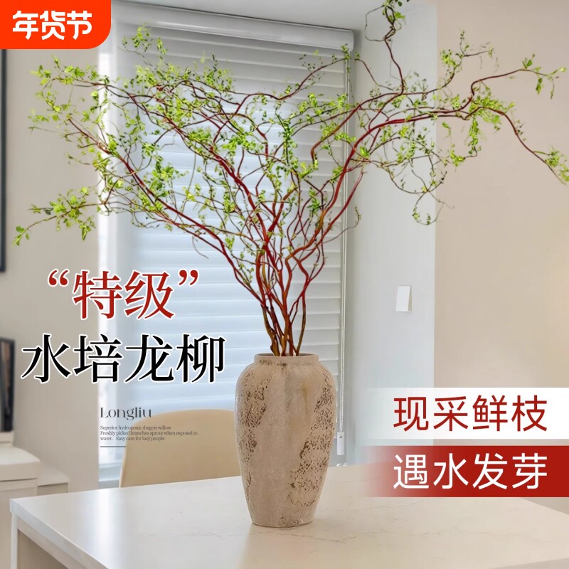 龙柳鲜枝水培植物水养插花绿植雪柳干枝室内吊钟花卉四季阳台枝条