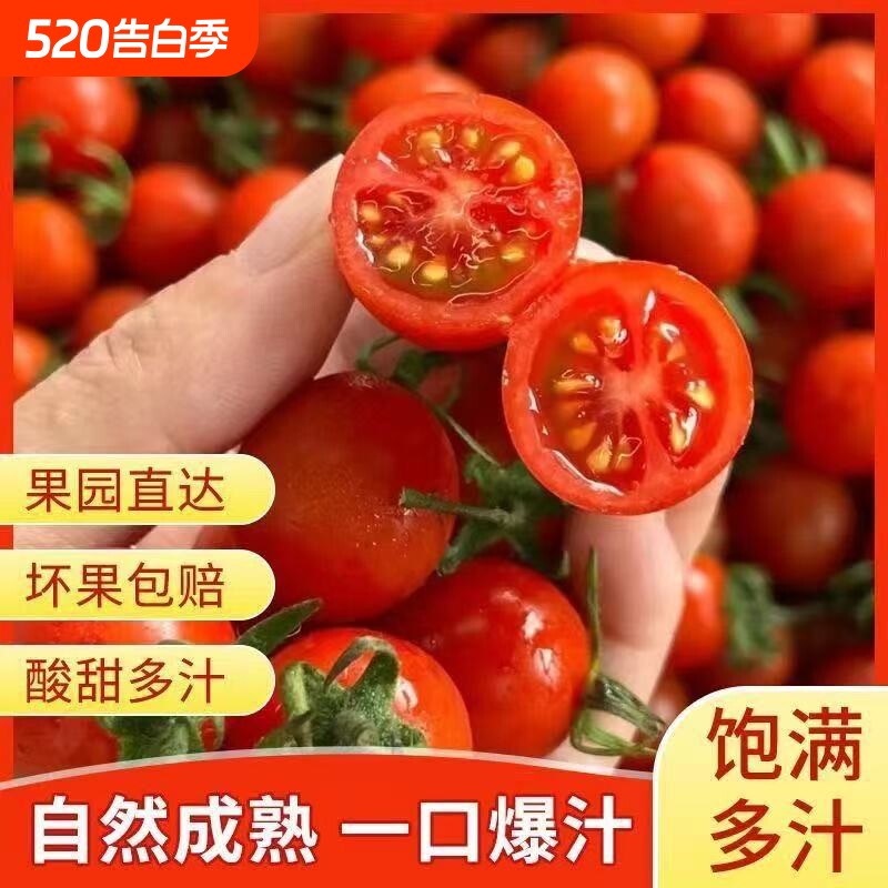 正宗新鲜圣女果新鲜小番茄千禧应季水果生吃小番茄现摘生鲜清甜