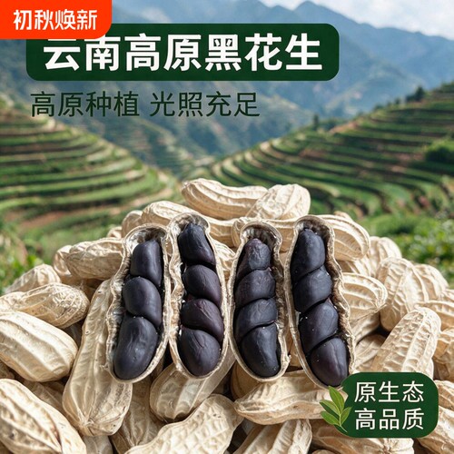 云南黑花生带壳黑皮花生农家自晒花生新货生吃紫皮花生黑花生富硒