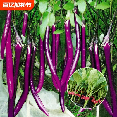 杭茄一号嫁接茄子苗带土特大号高产老品种山东寿光本地红紫大苗秧