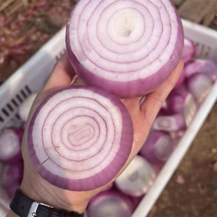 正宗山东二红扁洋葱老品种水果洋葱生吃脆甜多汁新鲜