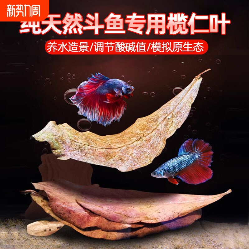 斗鱼榄仁叶调节ph酸碱度值鱼缸造景改善水质泰国小斗鱼躲避产卵