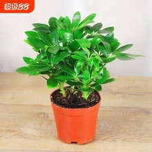 水培鸭脚木室内客厅办公好养吸水盆懒人盆栽绿植花卉常青