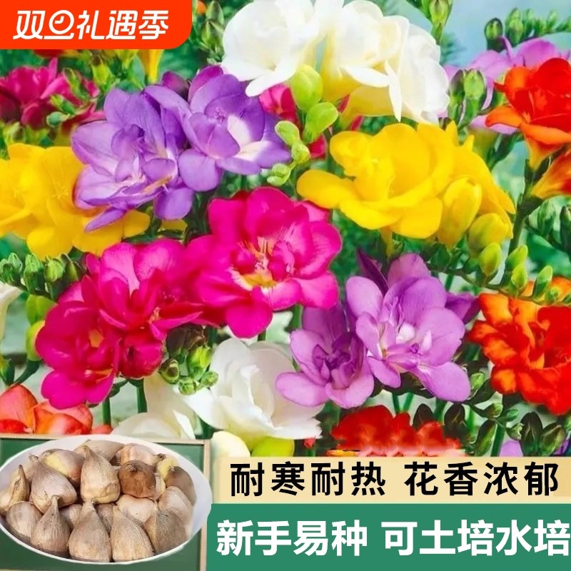 重瓣香雪兰种球阳台盆栽庭院地载花卉耐热耐寒桌面绿植麦兰小苍兰