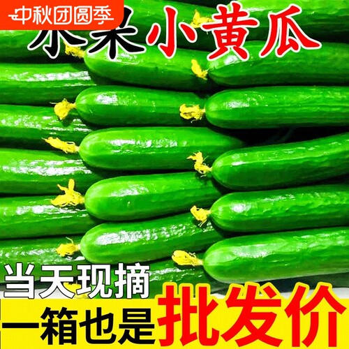 正宗荷兰水果翡翠小黄瓜3-5斤