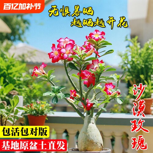 精品沙漠玫瑰重瓣盆栽夏季开花