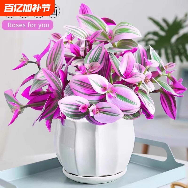 油画婚礼吊兰盆栽紫露兰花水培花卉多肉植物发财树室内好养小绿植