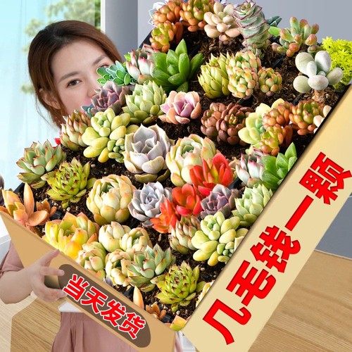 多肉植物大颗好养|超7000次加购