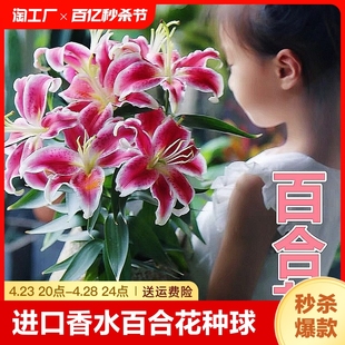 进口香水百合花种球盆栽大丽花卉绿植物室内四季 开花郁金香重瓣