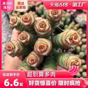 钱串锦多肉植物开花花卉绿植大颗好养精品钱串子肉肉小盆栽包邮