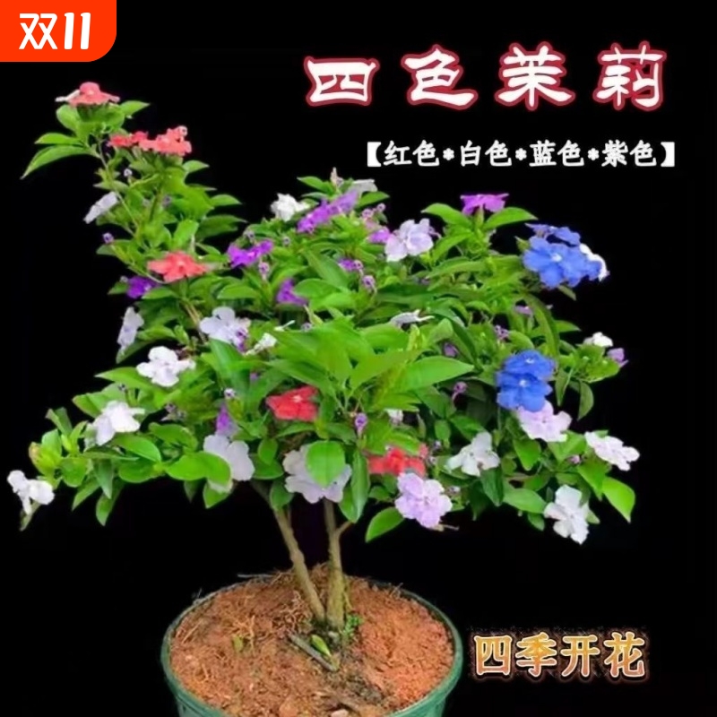 双色茉莉花盆栽室内外盆栽花卉阳台庭院鸳鸯茉莉花苗净化空气绿植