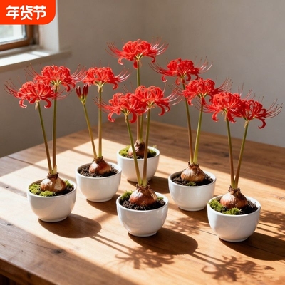 彼岸花多年生曼珠沙华四季开花石蒜阳台盆栽绿植花卉好养易户外