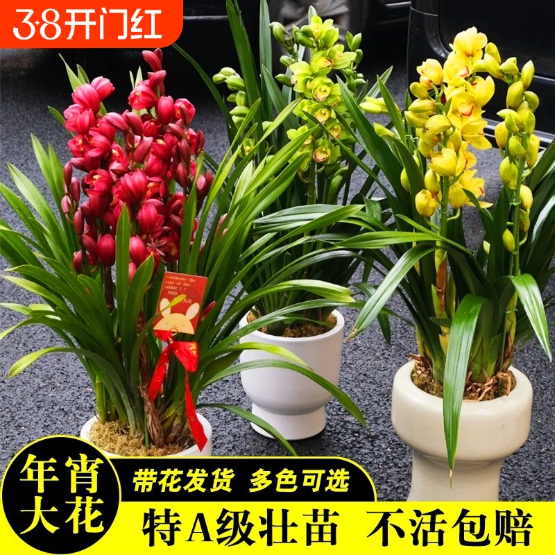 带花苞精品年宵花大花蕙兰多色可选喜庆盆栽花卉送礼绿植好养浓香