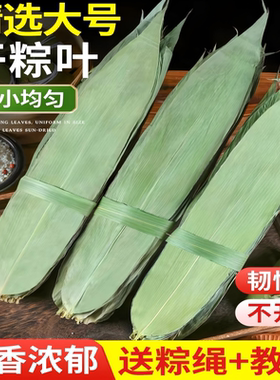 粽子叶干粽叶粽叶干大号棕叶新鲜包粽子的竹叶子商用箬叶材料大叶