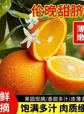 正宗湖北秭归伦晚脐橙橙子旗官方旗舰店新鲜水果甜现摘春橙大果