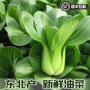 发顺丰东北小油菜上海青农家绿叶小青菜当季 火锅菜 新鲜蔬菜冬季