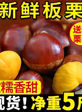 2025新鲜板栗丹东5斤鲜栗子生大嫩板粟锥栗野生批发 新油板栗仁