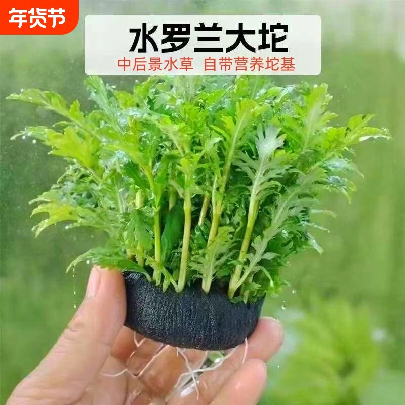 水罗兰红波大坨草鱼缸造景水草场直发懒人阴性后景水草增氧淡水草
