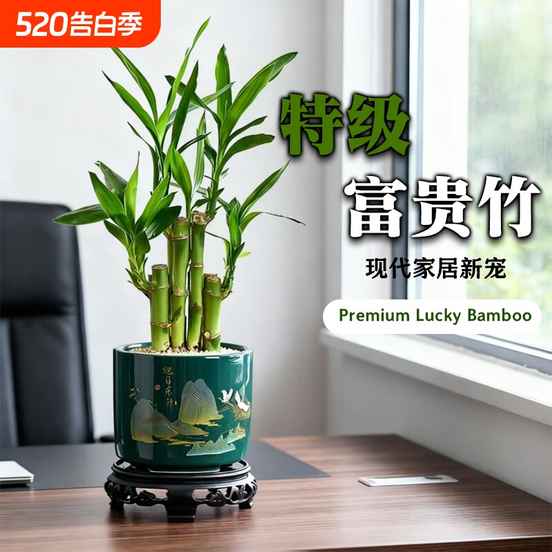 富贵竹植物客厅招财文昌竹盆栽中式盆景竹观音竹室内绿植