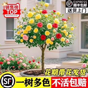 树桩月季花苗特大花浓香玫瑰老桩阳台庭院耐寒树状棒棒糖室外盆栽