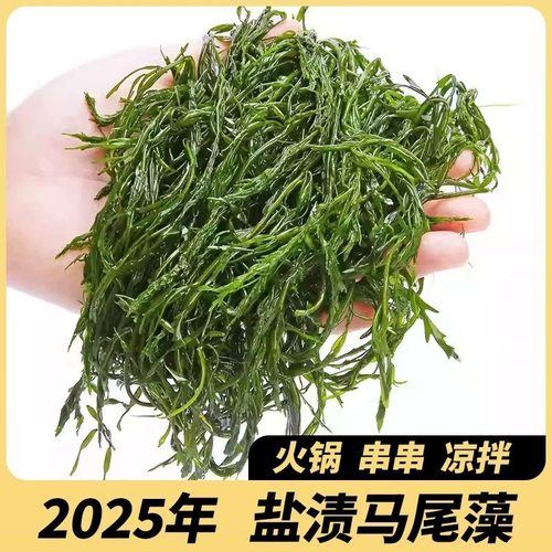 鞭炮笋马尾藻长寿菜盐渍火锅食材凉拌菜麻辣烫海草菜海藻商用新鲜