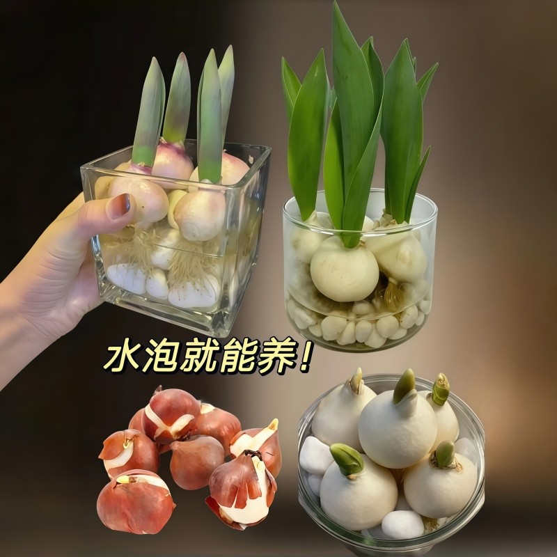 郁金香种球鲜花水培花卉盆栽绿植室内阳台植物好养四季5度球玻璃