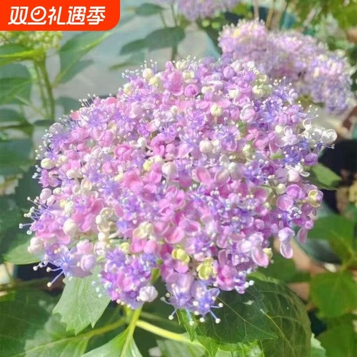 绣球花苗无尽夏大花绣球八仙花