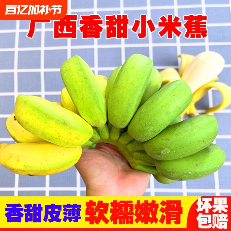 福利广西正宗小米蕉新鲜甜糯香甜当季水果小香蕉皇帝蕉非芭蕉现摘