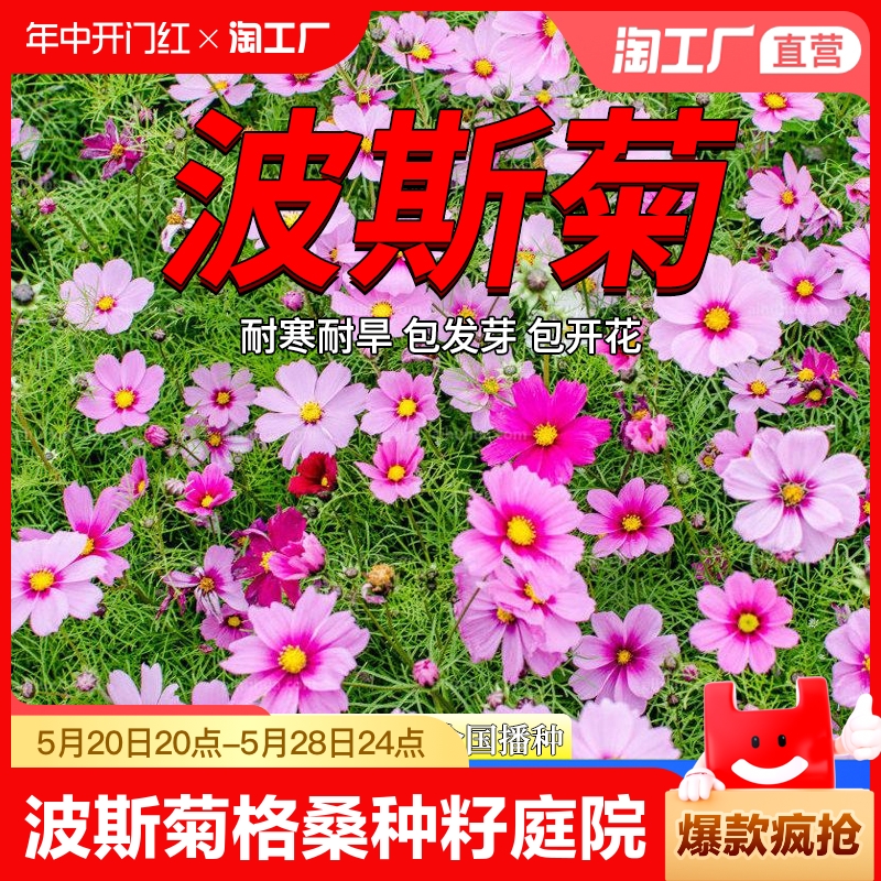 波斯菊格桑种籽庭院四季播种开花花组合种孑