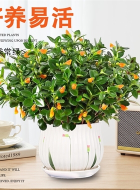金鱼吊兰盆栽带花苞金鱼花四季观花植物室内室内花卉客厅四季常青