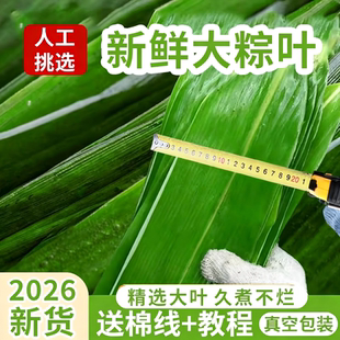 粽叶新鲜棕子大号包粽子专用芦苇干家商批发旗舰店野生叶子现摘