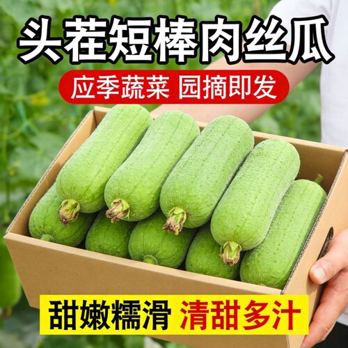 短棒丝瓜当季新鲜蔬菜肉丝瓜牛奶丝瓜香丝瓜菜瓜农家自种胖丝瓜