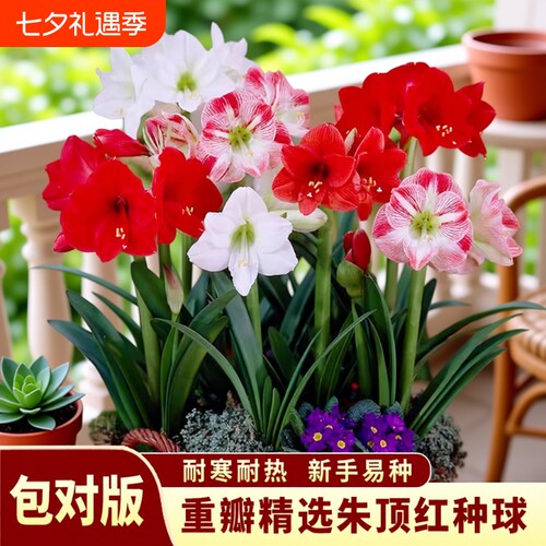 朱顶红可水培球根|超3000次加购
