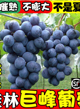 广西桂林巨峰葡萄新鲜现摘当季水果老树自然果整箱5斤批发夏黑