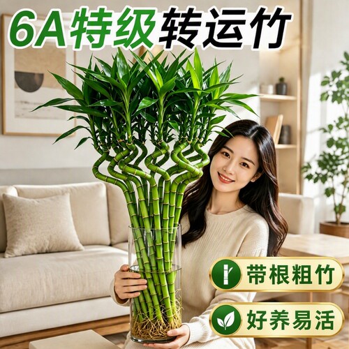 转运竹水养带根水培植物花瓶富贵竹龙竹绿植室内客厅招财四季好养
