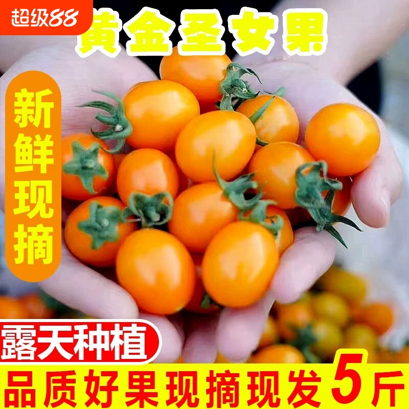 福建新鲜现摘黄色圣女果5斤黄金小番茄3樱桃小西红柿农家孕妇水果