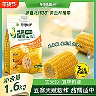 田园知己五寨黄糯玉米段200g*8根（1.6公斤