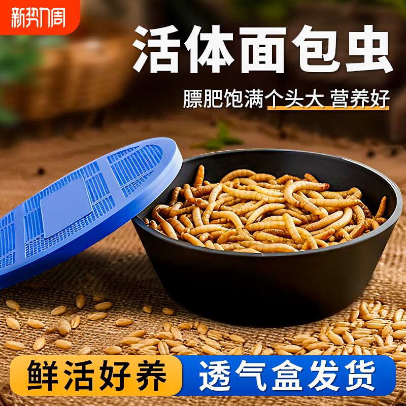 面包虫活虫黄粉虫喂鸟乌龟仓鼠龙鱼食活饵守宫蜥蜴角蛙包邮新鲜