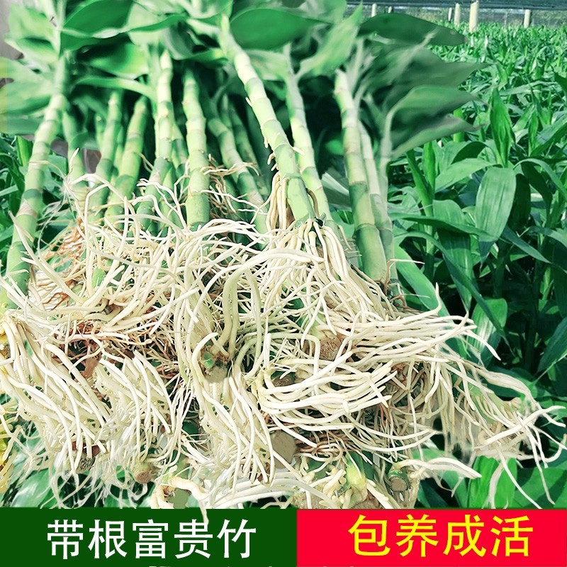 水培植物水养带观音根竹绿萝竹子绿植盆栽花卉植物室内花瓶客厅,鲜花速递/花卉仿真/绿植园艺,花材,淘宝优惠券,粉丝福利购,淘宝优惠卷