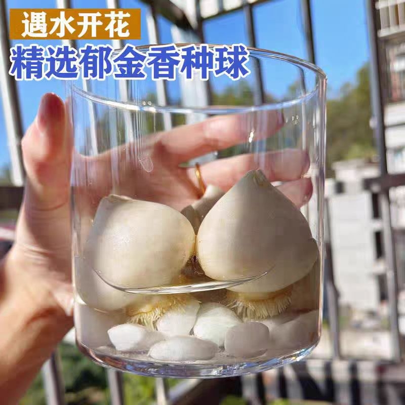 包活进口郁金香种球四季开花