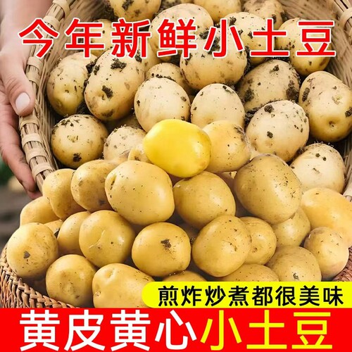 正宗恩施黄心小土豆当季