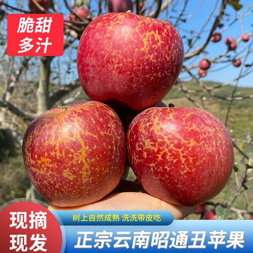 云南昭通正宗丑苹果新鲜水果冰糖心脆甜多汁整箱 9 斤现摘现发
