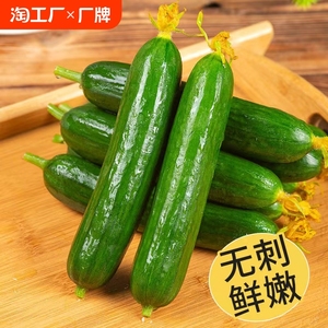 秋趣无刺水果黄瓜新鲜现摘脆甜5斤新品种荷兰小青瓜即食蔬菜批发