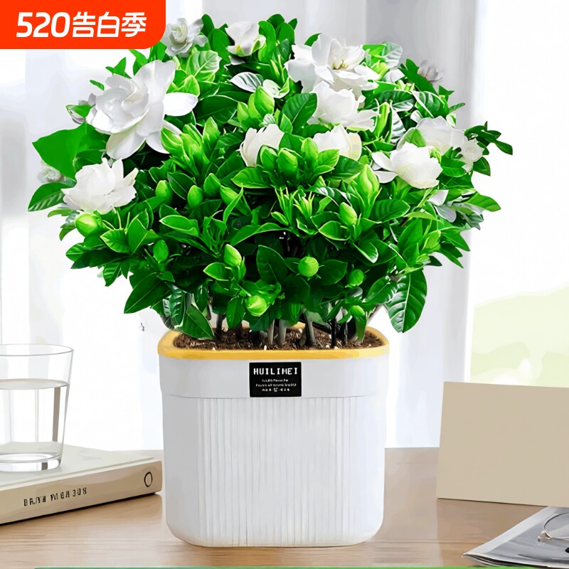 栀子花盆栽四季开花带花苞茉莉花卉老桩水培九里香绿植物室内好养