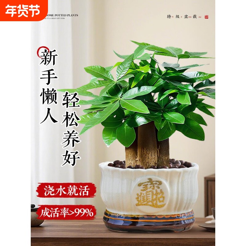 特级发财树盆栽绿植招财花卉办公室内植物好养招财树茶室禅意盆景