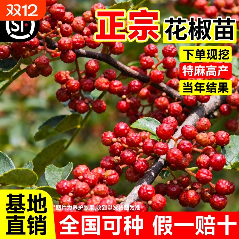 正宗花椒树大苗当年结果