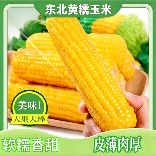 黄糯玉米非转基因东北新鲜10支低脂花青素早餐甄选健康有机香甜