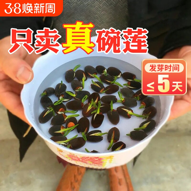 碗莲水培植物种籽子四季开花水生植物室内盆栽睡莲花卉水养