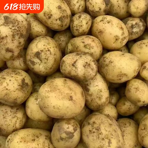 正宗云南新鲜现挖新土豆